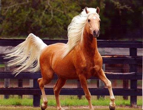 Palomino Arabian Updated On July 22 2015 By Admin Comments Off On