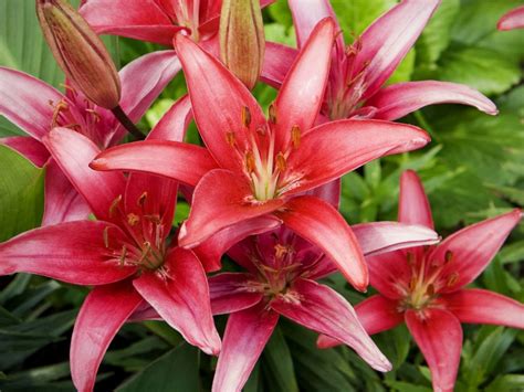 Lilies 4k Wallpapers For Your Desktop Or Mobile Screen Free And Easy To