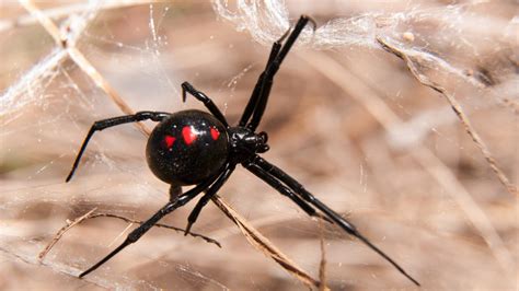 Signs Of A Black Widow Infestation Pointe Pest Control