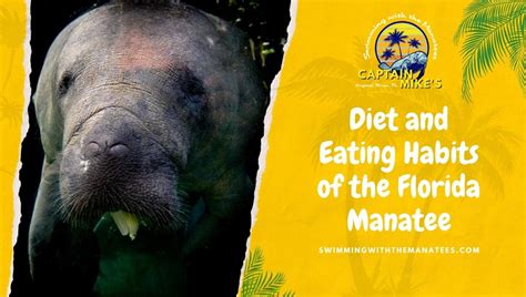 Diet And Eating Habits Of The Florida Manatee Captain Mikes