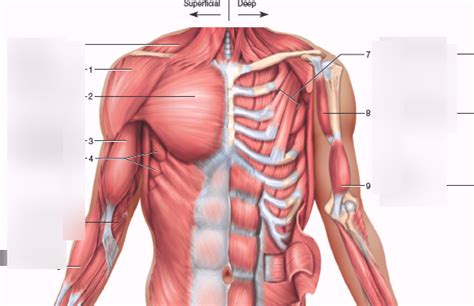 Chest Muscles Diagram Quizlet