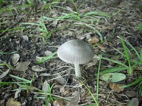 Florida Lawn Mushrooms Mushroom Hunting And Identification