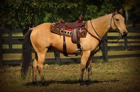 The horse has a tan or gold colored coat with black points (mane, tail, and lower legs). 005-Tanner-Buckskin-quarter-horse-gelding-for-sale.jpg ...