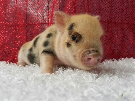 Available Piglets Genuine Micro Mini Teacup Pet Pigs Mini Piglets
