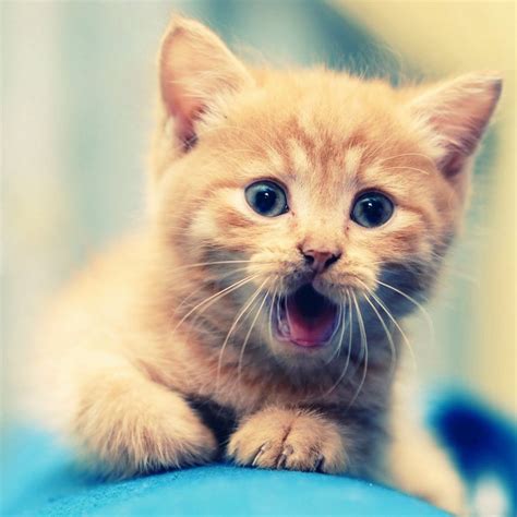 47 Cute Tablet Wallpaper On Wallpapersafari