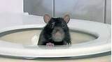 Rat In Toilet