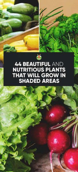 Together with root vegetables, salad greens are among the best vegetables that grow in shade. 44 Nutritious Vegetables That Will Grow in Shaded Areas in ...