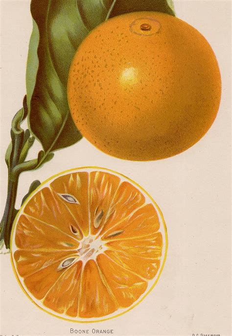 1893 Orange Fruit Lithograph Original Antique Botanical Cirtur