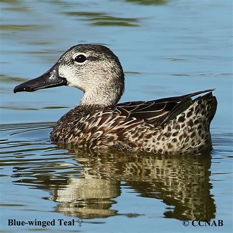 Blue Winged Teal Anas Discors North American Teals Birds Of North