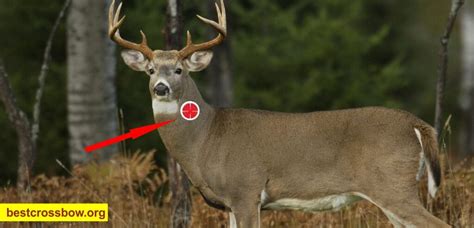 Where To Shoot Deer With A Crossbow Valuable Tips
