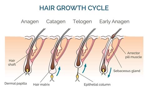 The Hair Growth Cycle Stages And What It Means For You Kiierr
