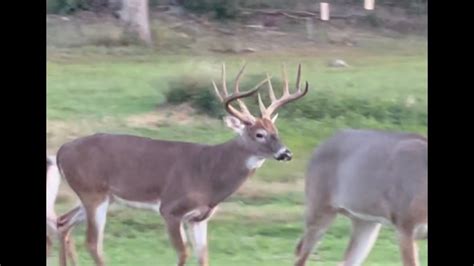 Arkansas Big 10 Point Buck Comes Out While 3 Other Bucks Are Sparring