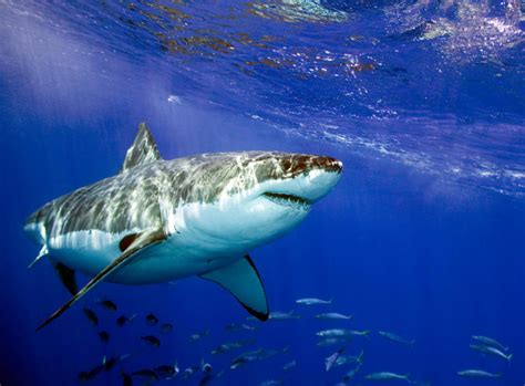 Exploring The Fascinating Biology Of Bull Sharks Are They Both