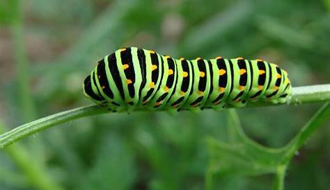 Green Caterpillar Identification Guide: 18 Common Types - Owlcation