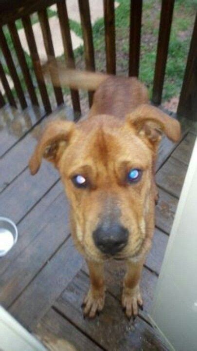 Only to find him listed for sale on craigslist for $250. From craigslist- Found Dog easley - pets 2013-01-16, 8 ...