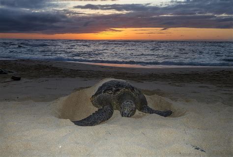 Turtle Beach Sunset Oahu Hawaii Photograph By Jianghui Zhang Fine Art