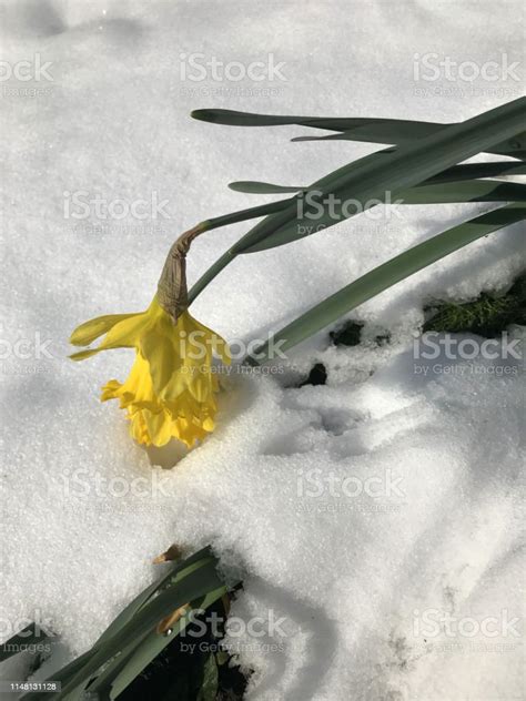 Image Of Flowering Yellow Daffodils Trumpets Of Narcissus Bulbs Growing