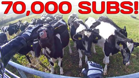 70 000 subscribers and a cow licks me youtube