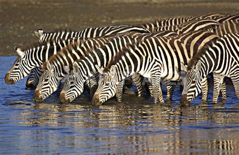 Herd Of Zebras Drinking Water Picture Art Prints And Posters By