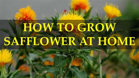 How To Grow Safflower At Home Youtube