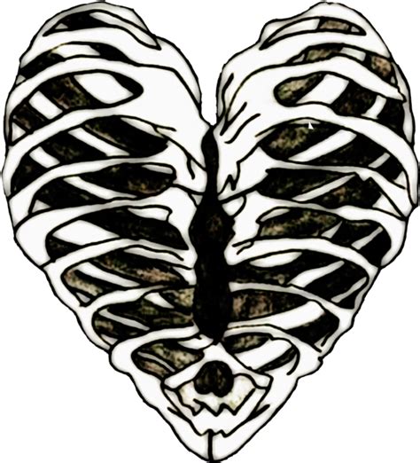 | # rib cage png & psd images. Edits Ribs Ribcage Heart Bones Art Stickers - Rib Cage ...