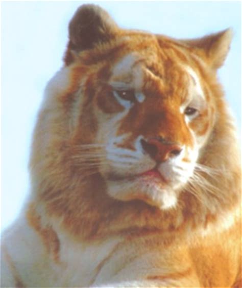 Golden Tabby Tiger Aesthetic Golden Tigers Also Tend To Be Larger And