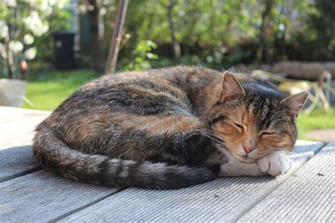 How Many Hours Do Cats Sleep Feline Rest Needs Pet Keen