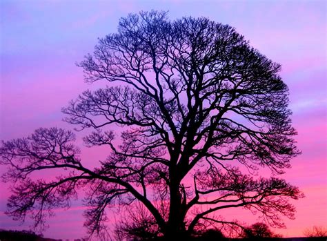 Morning Tree Free Photo Download Freeimages