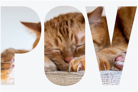 Many veterinarians in the u.s. POV: Declawing Cats Is a Drastic Measure | BU Today ...