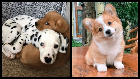 10 Adorable Dog Pictures That Will Brighten Your Day