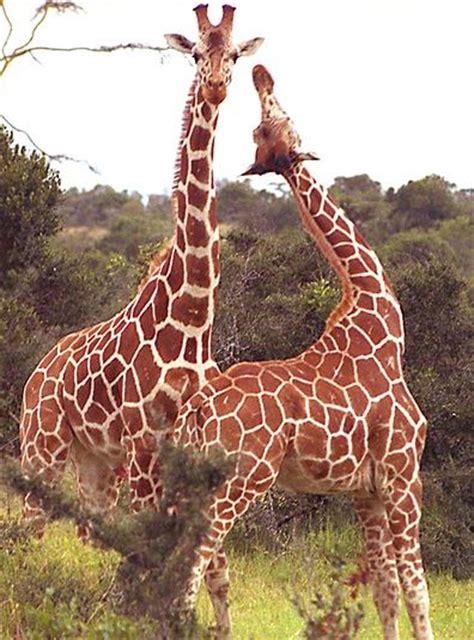 The Giraffe The Worlds Tallest Animal Big Animals