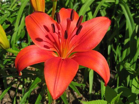 If you decide to have this flower near you, you should know some if you have sympathy towards someone, you can give that person a white lily flower. Lily Flowers