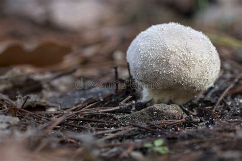 Mushrooms Growing In The Forest Between Moss And Lichens Stock Photo
