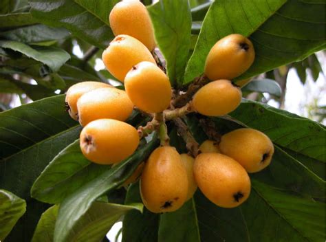 Ornamental Loquats Produce Fruit Too Lsu Agcenter