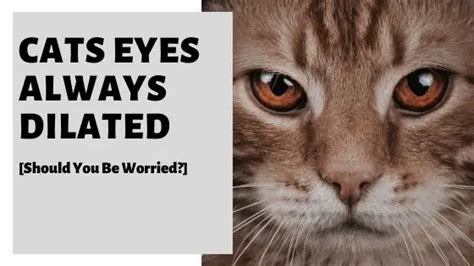 Cats Eyes Always Dilated Should You Be Worried
