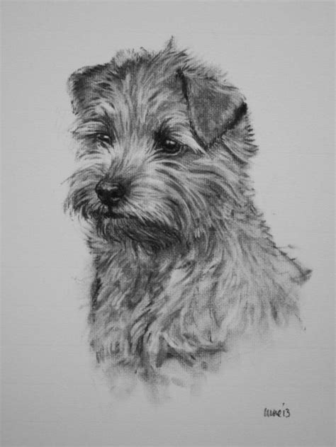 A solid drawing can stand on its own or be the foundation for a great painting. Pencil drawing | Dog print art, Dog art, Norfolk terrier