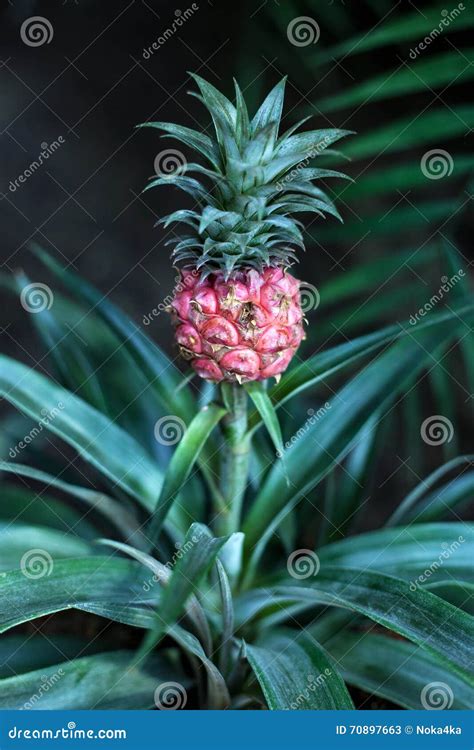 Baby Pineapple Growing Stock Image Image Of Tropical 70897663