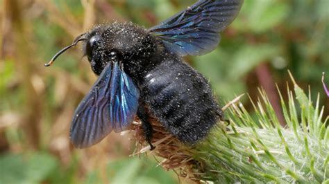 Violet Carpenter Bee L Highly Distinctive Variety Our Breathing Planet