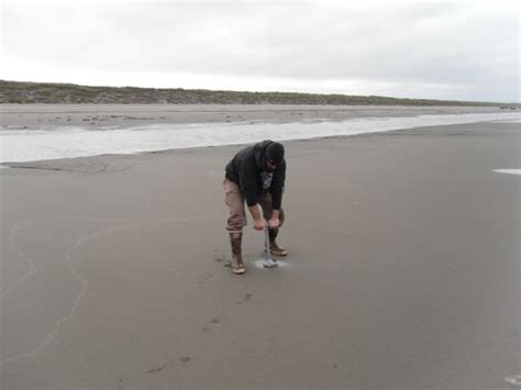 Digging For Gold Razor Clam Digging On The Oregon Coast Clatsopnews