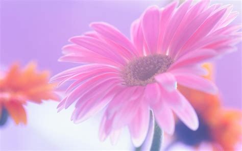 Search more high quality free transparent png images on pngkey.com and share it with your friends. 45+ Pink Daisy Desktop Wallpaper on WallpaperSafari