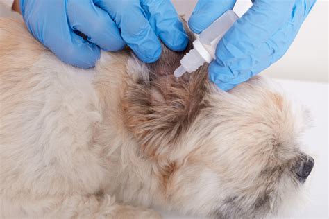Understanding Seborrheic Dermatitis In Dogs Causes Symptoms And Tre