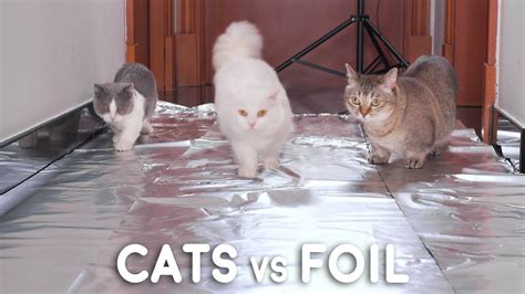 Can Munchkin Cats Walk On Foil Youtube