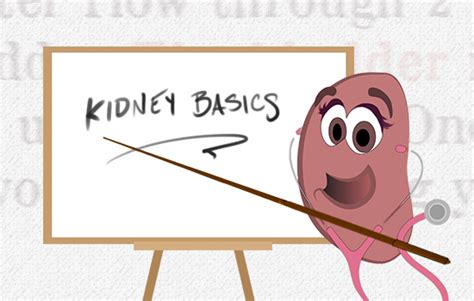 Functions Of A Kidney Gaytri Manek Formerly Gandotra Md