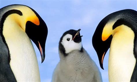 Emperor Penguins At Risk Of Extinction Scientists Warn Wildlife