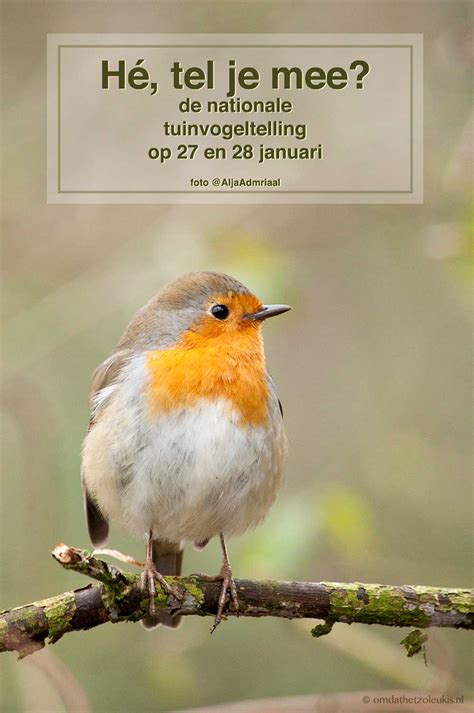 Want vandaag, morgen en zondag houdt vogelbescherming nederland weer de nationale tuinvogeltelling. Nationale Tuinvogeltelling 2018 - omdathetzoleukis