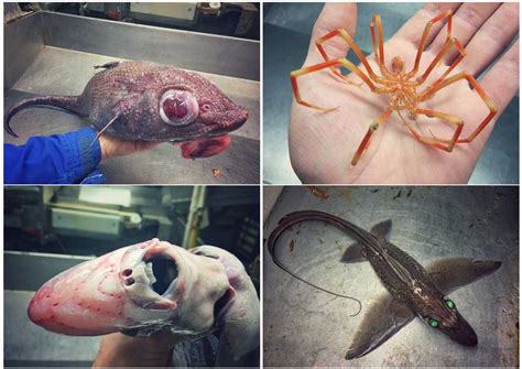 Russian Fishermans Photos Of The Weird And Terrifying Deep Sea