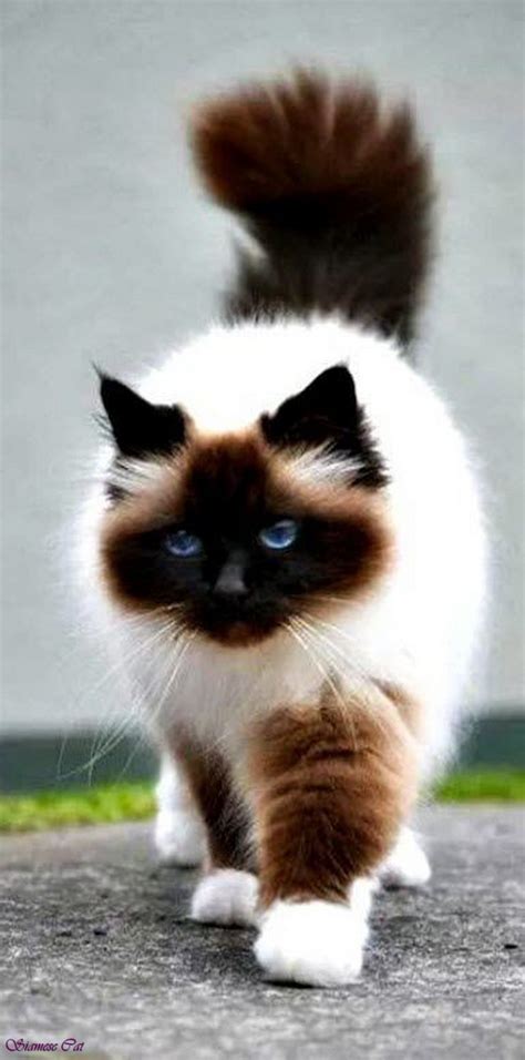 Image Fluffy Siamese Cat Black Siamese Cat With Blue Eyes Siamese Mix