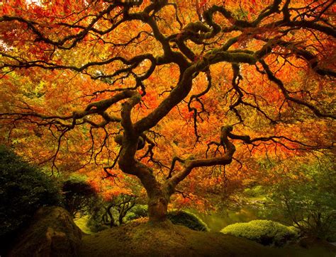 Lijah Hanley Photography Portland Japanese Garden Japanese Garden