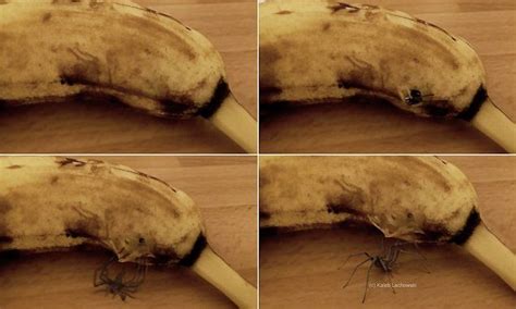 Video Captures The Terrifying Moment A Spider Bursts Out Of Banana