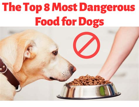 The Top 8 Most Dangerous Food For Dogs Dangerous Foods For Dogs Dog